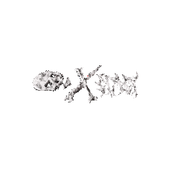 XSTASY